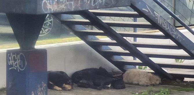 Un grupo de canes pernocta en los bajos de un puente peatonal, en el sur capitalino.