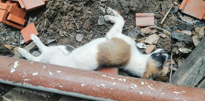 El cachorro murió a los pocos minutos de ser rescatado. Tenía siete meses.