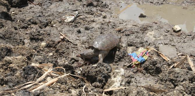 Esta tortuga mordedora también fue llevada a Parque Lago.