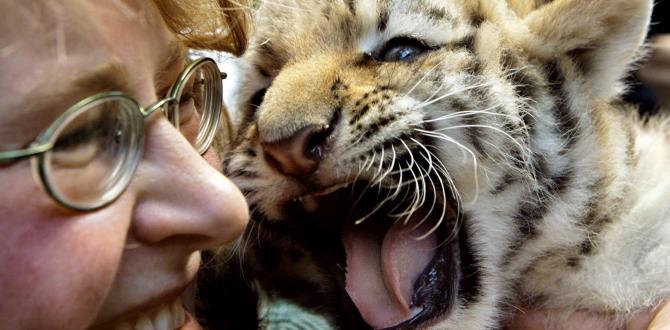 El pequeño tigre siberiano Darius gruñe en los brazos de su cuidadora Andrea Berkling en Berlín, Alemania.