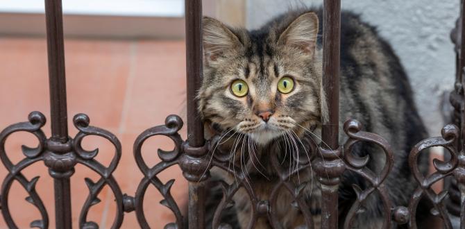 Un gato se asoma al balcón de una vivienda de Jaén, España.