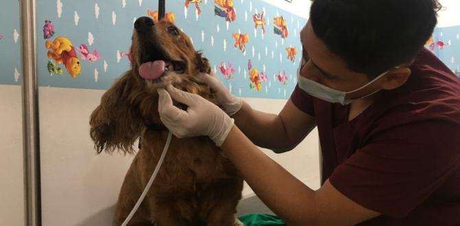 Terapia de ozono para mascotas