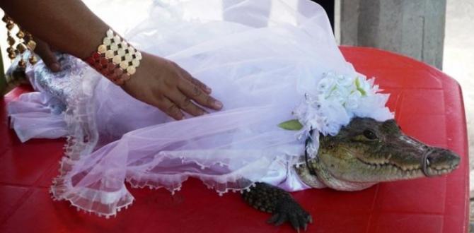 alcalde se casa con lagarto
