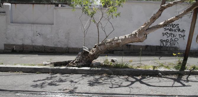 En el norte de Quito hay un árbol que, mientras se desprende, ocasiona daños al parterre.