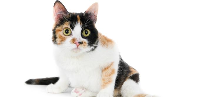 lindo-gato-domestico-discapacitado-peludo-sentado-sobre-superficie-blanca-piernas-abiertas
