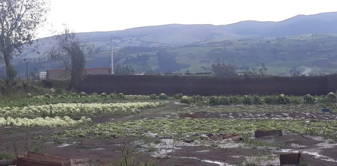 Casas y cultivos afectados por la fuerte lluvia con granizada.