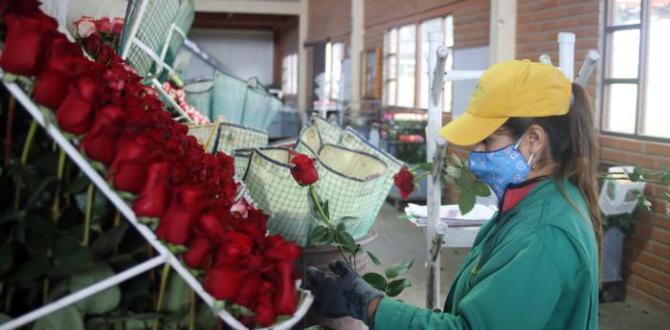 Rusia es uno de los mercados importantes para las flores ecuatorianas.