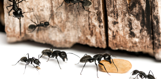 Se denominan gastos 'hormiga', pues por sí solos pasan desapercibidos, pero al acumularse podrían dar terror incluso.