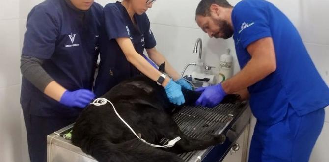 perrito lanzado de la azotea en Quito