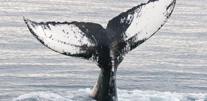 BALLENA JOROBADA