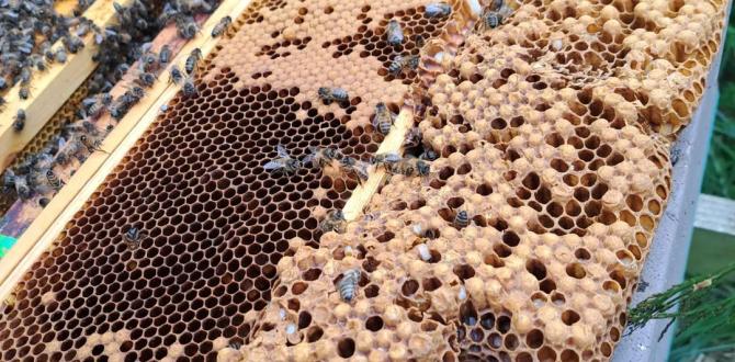 Varroa management is essential to healthy colonies and pays dividends in honey production.  These two colonies are on single brood boxes (soon to change) and despite the poor spring are on second and third sup