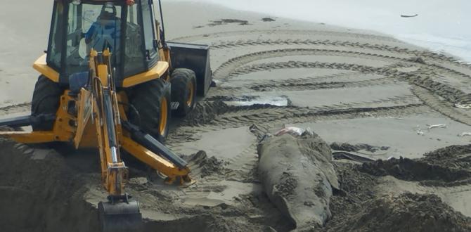 La ballena fue enterrada porque ya estaba emanando malos olores.