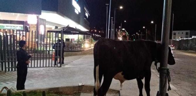 Este es el toro que fue encontrado en la vía principal.