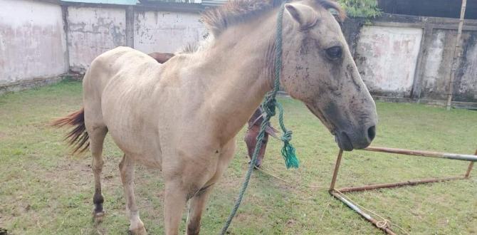 Los animales fueron recuperados y devueltos a los dueños.