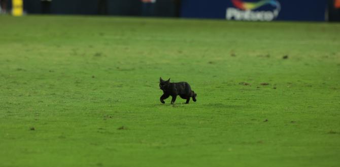 Emelec gato negro