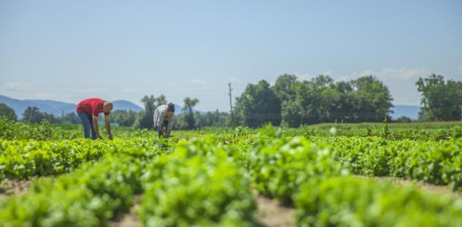 Agricultura