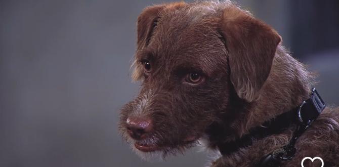 Grillo, perro de la novela Los García