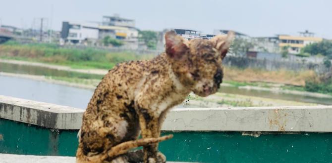 Así quedó el gatito tras pasar por las llamas.