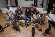 A Lorena (chompa jean) la apoyan tres mujeres en el cuidado de los gatitos. Todos tienen nombre.