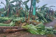 Los ventarrones derribaron árboles y matas de banano.