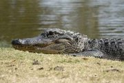 Los caimanes son un peligro para la población y sus mascotas en Florida, especialmente en esta temporada.