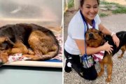 Estados Unidos: Adoptaron a un perrito antes de ser sacrificado