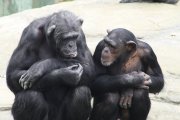 Los chimpancés, como los humanos, usan la comunicación para cooperar mejor