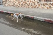 Esmeraldas: Rescataron a un perro que se encontraba atrapado entre dos paredes