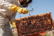 Las abejas melíferas viven hoy la mitad que hace 50 años