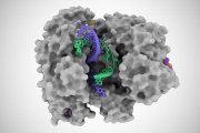Descubierto un nuevo tipo de tijeras genéticas CRISPR