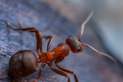 Las hormigas pueden oler el cáncer