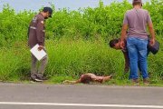 La víctima yacía con su cara ensangrentada entre los arbustos, a un costado del asfalto.
