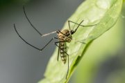 Hay olores de algunas plantas que el mosquito detesta y las puedes dentro de tu casa o en el jardín.