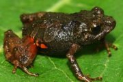 Se descubrieron especies de ranas diminutas.