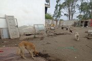 : En la vivienda donde fue encontrada sin vida la mujer se observan varios perros de diferentes razas, en especial mestizos.