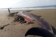 Se sabe que se trata de una ballena de aleta larga