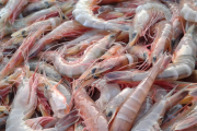 Ecuador vende camarón a Estados Unidos a un precio muy bajo.