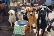 Son más de 700 perros que viven en esta fundación.