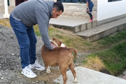 El perrito pitbul fue atacado con un machete, en Loja.
