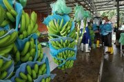 Rusia es el mercado principal del banano ecuatoriano.