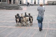 En el Centro Histórico es común ver a los animales y sus dueños caminando por las plazas.