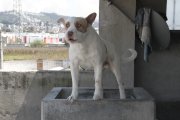 Conde es un perro mestizo que cumplirá 4 años en julio.