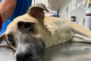 Perro herido de bala en Guayaquil por defender a sus vecinos.