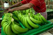 La exportación de banano cayó un 3% en junio del 2024.