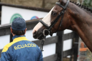 El jinete ecuatoriano Ronald Zabala representará a Ecuador en los JJ.OO. 2024.
