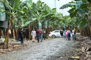 Uno de los casos se produjo en las inmediaciones de una finca, en el sector Bocatoma, perteneciente al cantón El Guabo.