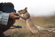 Una rata gigante recibe su recompensa tras identificar una mina en una demostración de entrenamiento, mostrando el poder de su olfato para salvar vidas.