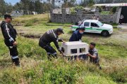 Personal especializado acudió al sitio del suceso, en Conocoto, para retirar el animal.