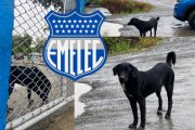 Toro la mascota no oficial de Emelec.