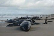 Ballenas varadas en una remota playa del noroeste de Tasmania.